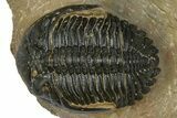 Chocolate-Brown Hollardops Trilobite - Foum Zguid, Morocco #372421-2